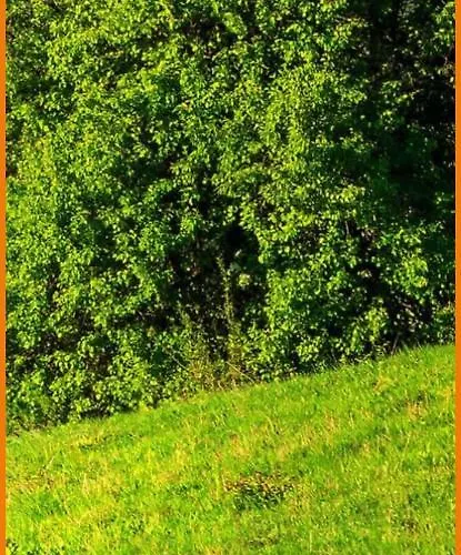 Apartament Soavis Flat & Garden *